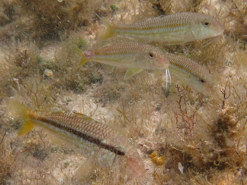 Mullus barbatus vs. Mullus surmuletus